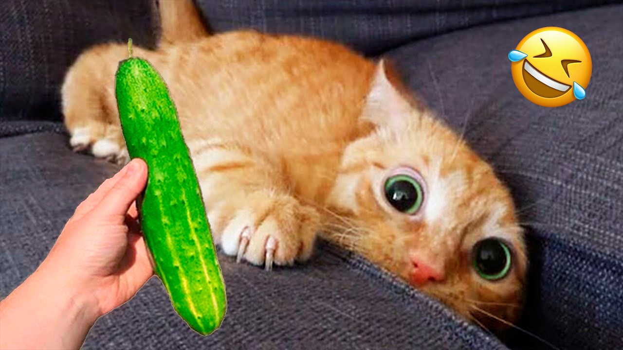 You Laugh You Lose 😹 Funniest Cats and Dogs 2026🤣