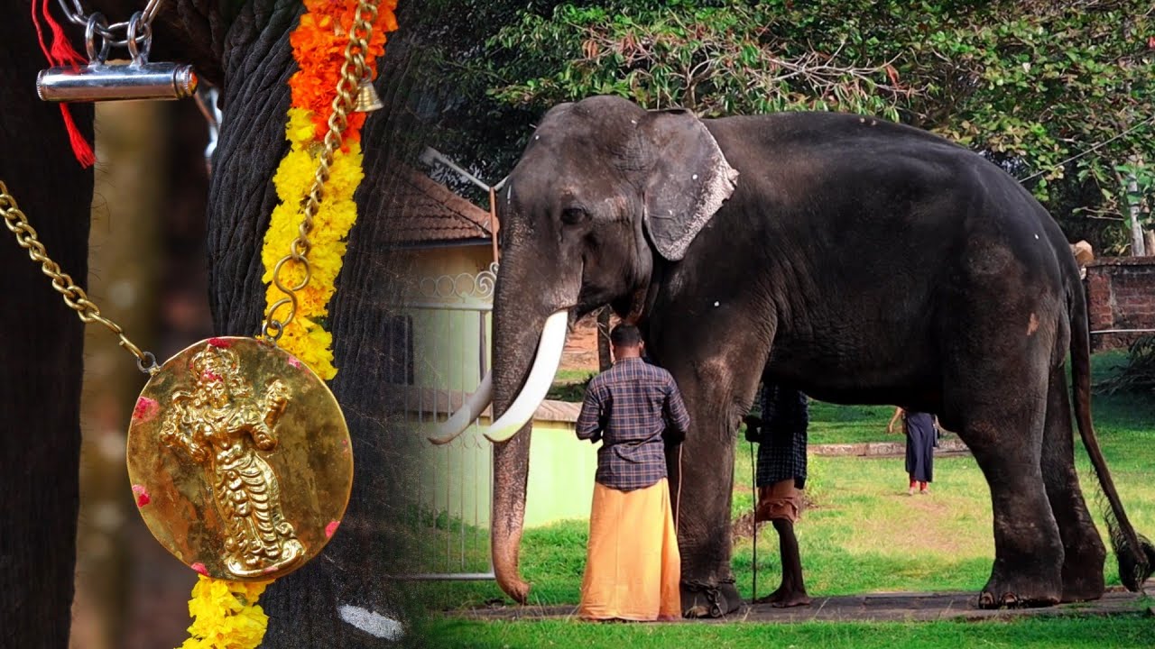 തിരുവാറാട്ടുകാവ് കാളിദാസന് മള്ളിയൂർ ആനപ്രേമികൾ വക ദേവിമുദ്ര സമർപ്പണം | Attingal Kalidasan Elephant