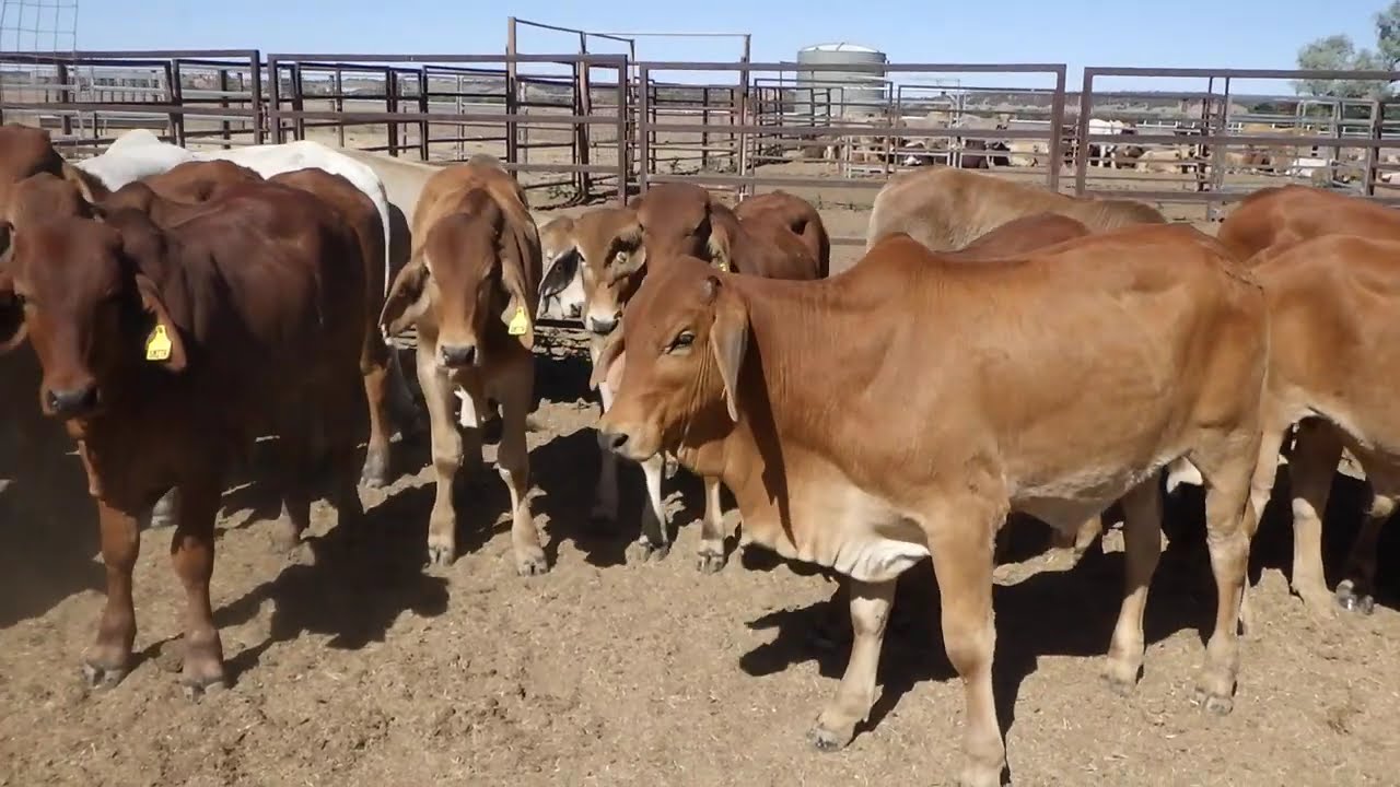 45 BRAHMAN BACKGROUNDER STEERS. HGP FREE - AV 282.7KG CURFEWED.