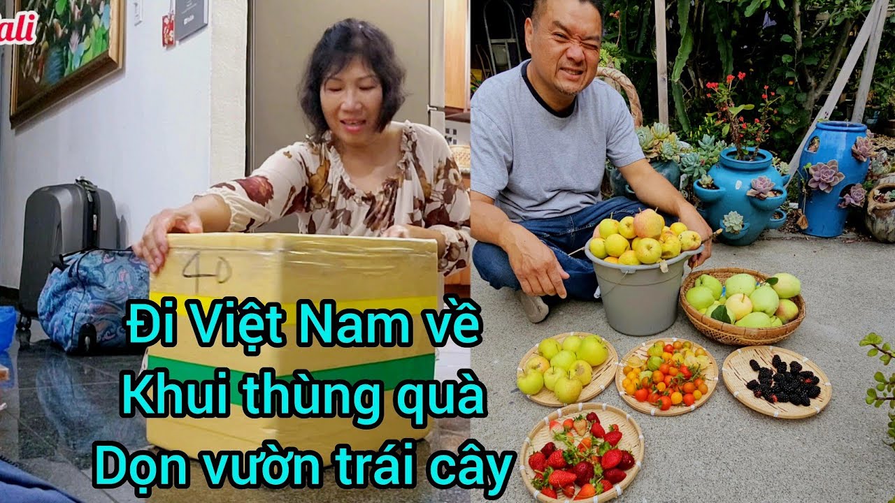 Đi Việt Nam về khui thùng quà, hái trái cây trĩu cành trong vườn nhà
