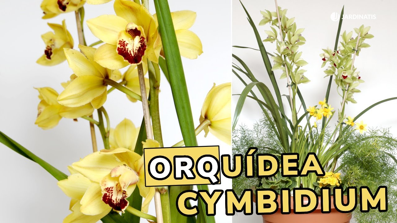 ORQUÍDEA CYMBIDIUM: Claves para conseguir que dé flores todo el año // Jardinatis