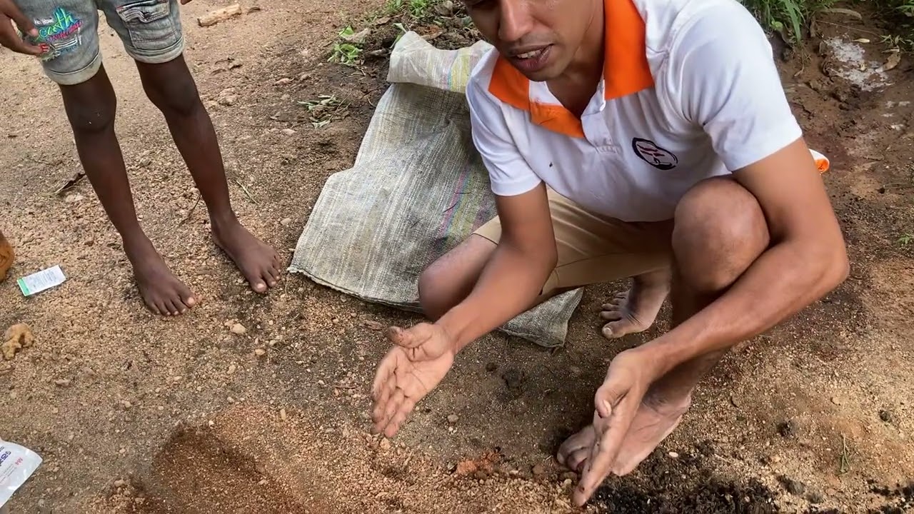 ලක්ෂ ගනන් මුදල් හොයන බඳුන්ගත ඉඟුරු වගාව #ginger  #srilanka  #ගොවිතැන