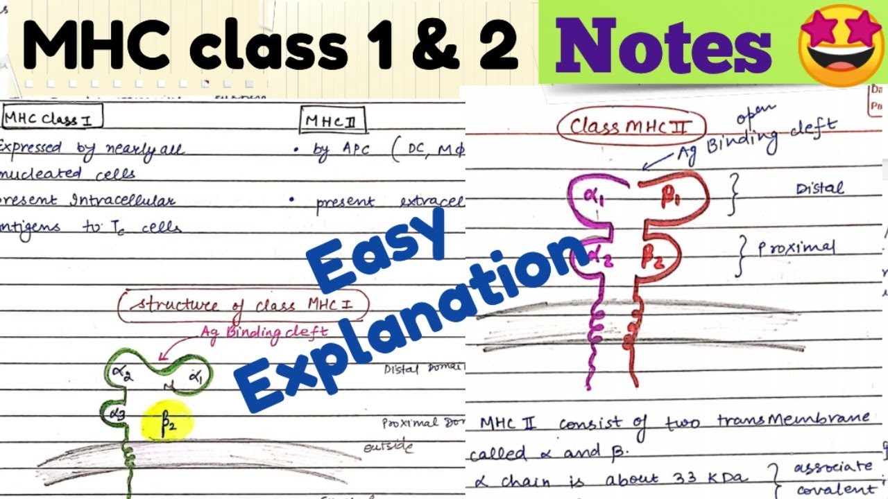 MHC class 1 and 2 || Major histocompatibility Complex #immunology #notes
