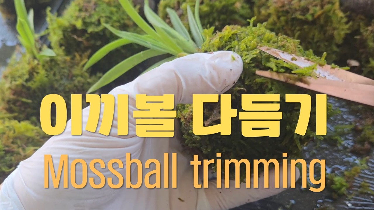 이끼볼 다듬기 mossball trimming