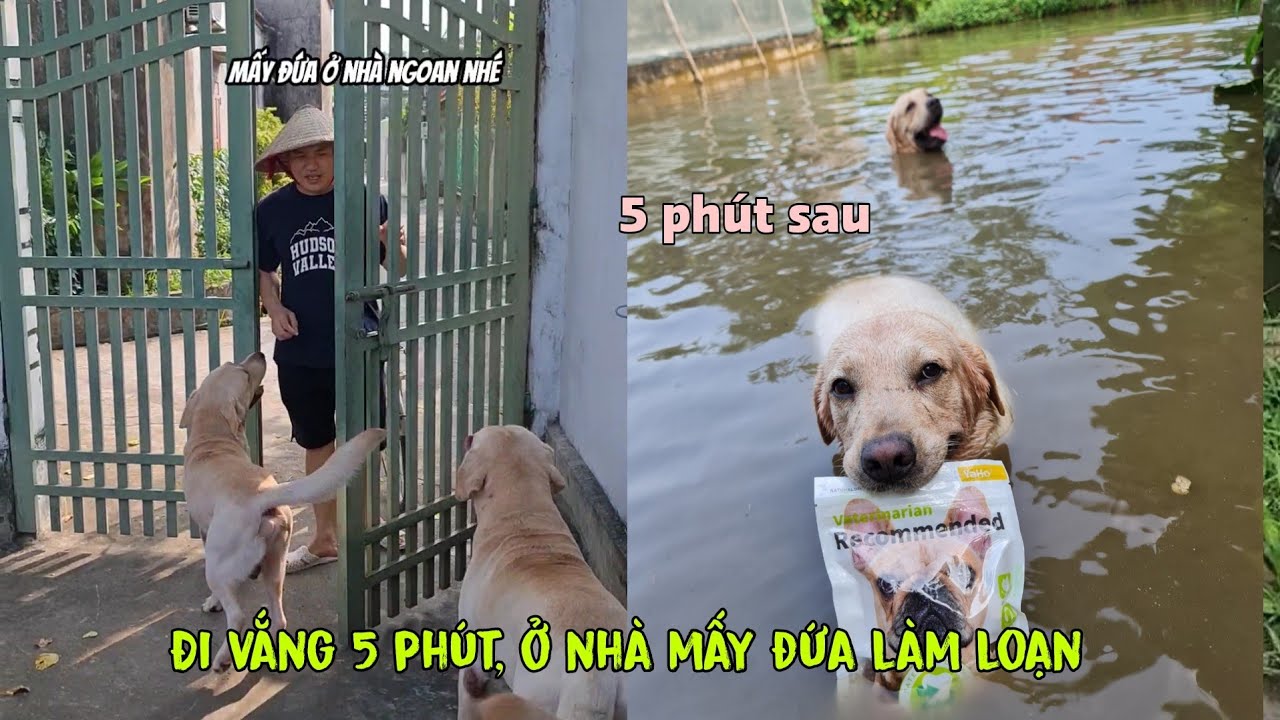 Đi vắng có 5 phút Cà Rốt rủ Kim Chi tắm ao khiến Nô khóc thét