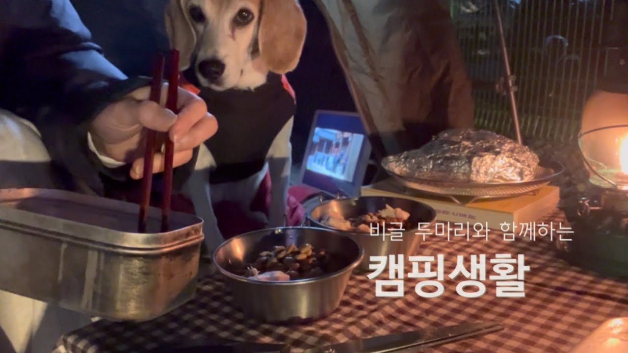 비글두마리와 함께하는 캠핑생활/ 노령견과 함께하는 느린 캠핑🏕️/ 부족해도 풍요로운 1박2일