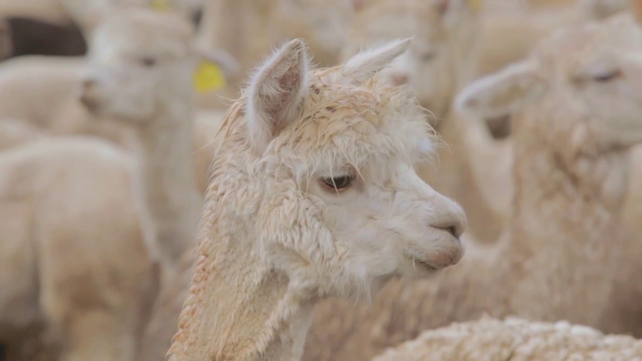 Alpaca del Perú (ENG)