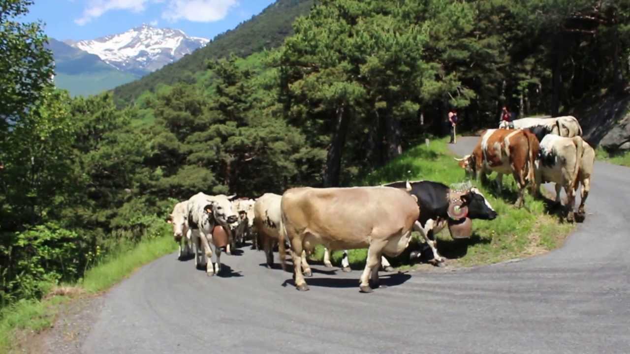 Transumanza Susa - Peracasa