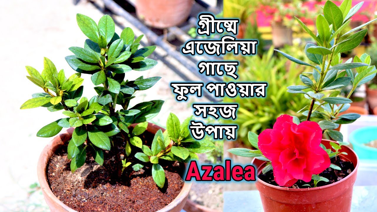 গ্রীষ্মে এজেলিয়া গাছে ফুল পাওয়ার জন্য সম্পূর্ণ পরিচর্যা || Azalea flower plant care tips in summer