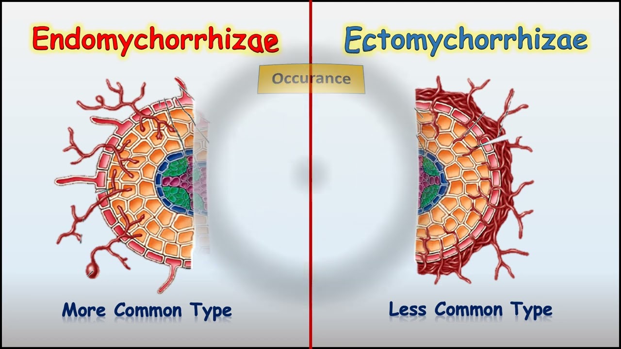 Endomychorrhizae Vs Ectomychorrhizae