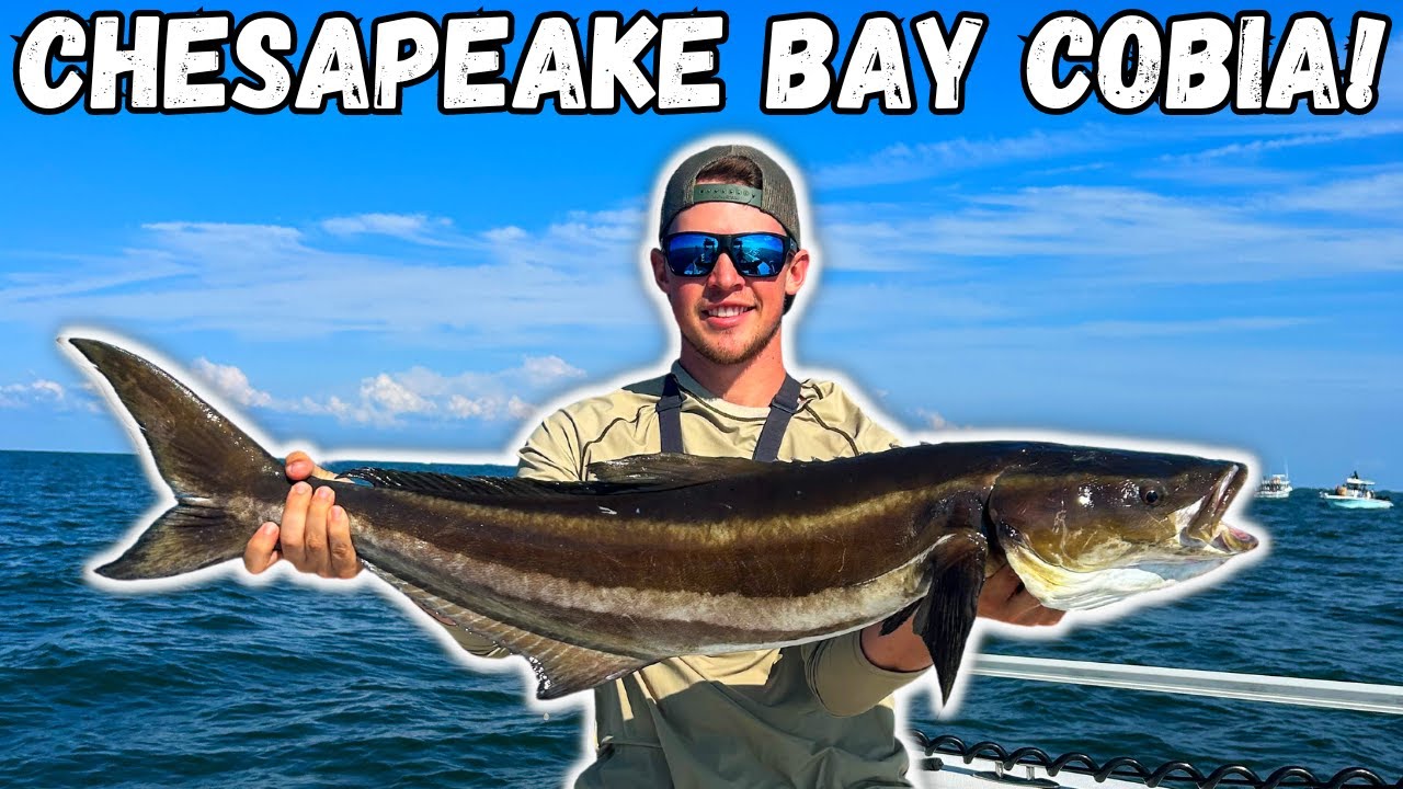 Jigging For COBIA And BULL REDS On The Chesapeake Bay! (Light Tackle Fishing)