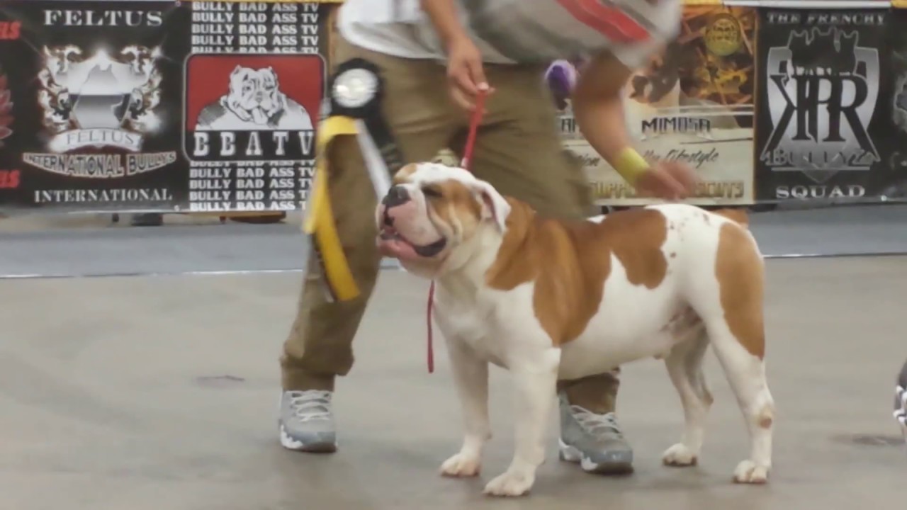 Allentown Bully Extravaganza IV: Olde English Bulldogge