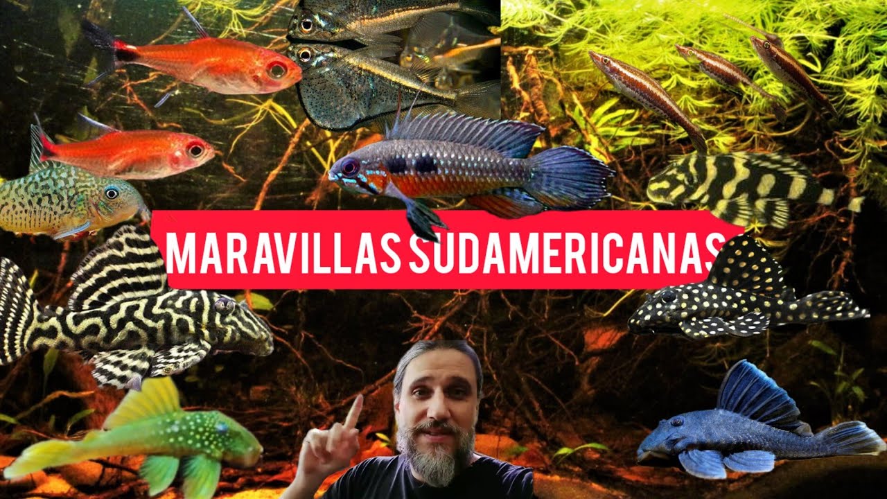 Un día cualquiera en Acuamanus #26