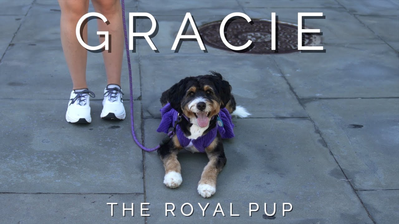 A Message From Gracie, The Royal Pup