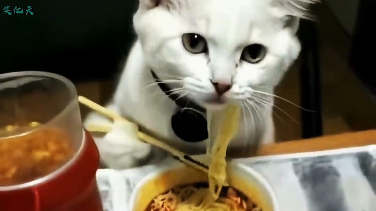 【笑亿天】有些猫被栓起来是有原因的