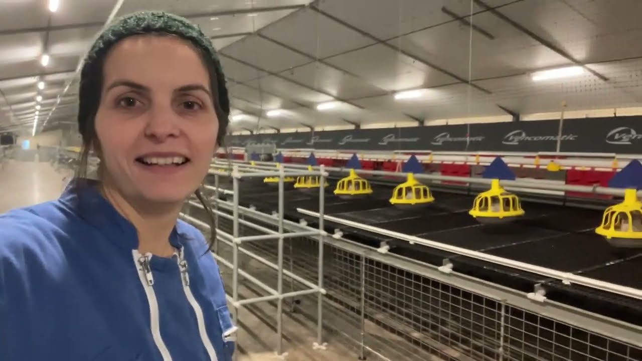 Repenser l'aménagement du poulailler, en élevage de poules pondeuses bio