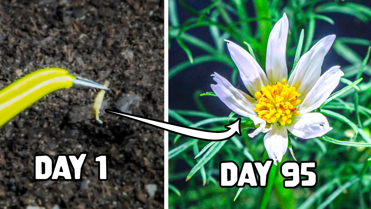Growing Cosmos Flower From Seed to Bloom (137-day Time Lapse)