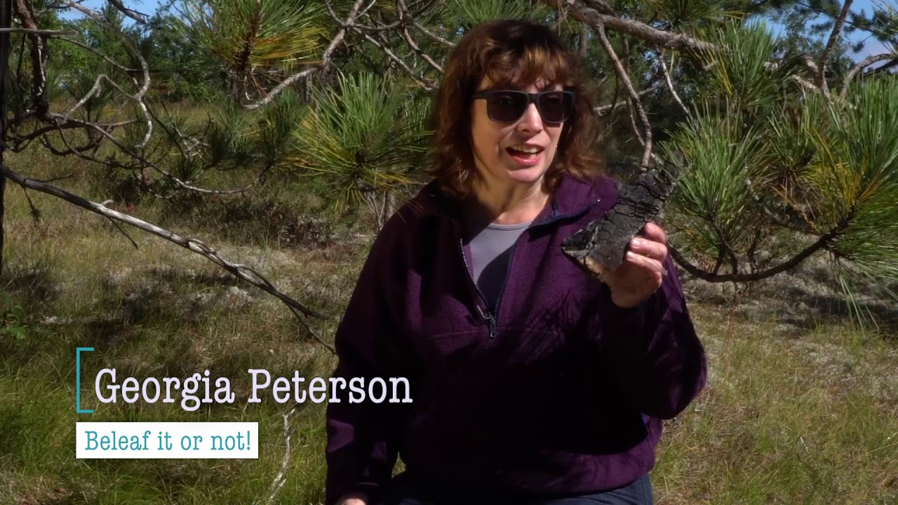 The Carbon Cycle and the Forest!