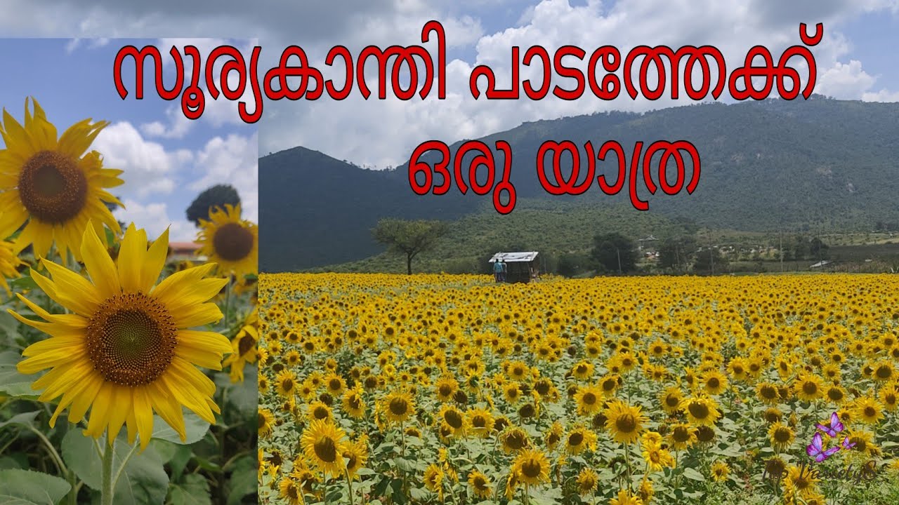 ഗുണ്ടിൽപേട്ടിലെ സൂര്യകാന്തി പാടത്തേക്ക് യാത്ര പോയാലോ?Sunflower Garden in gundilpettu/TOP VARIETY'S