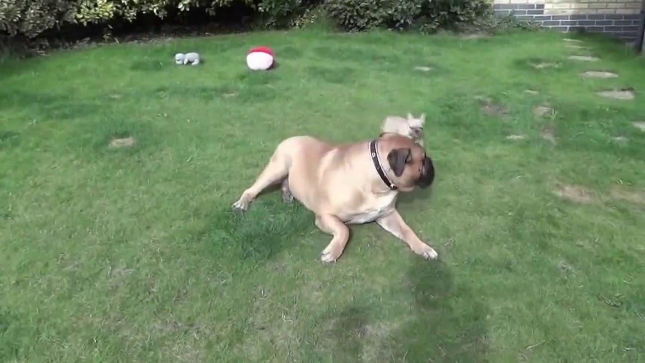 Bullmastiff playing with tiny French Bulldog puppy