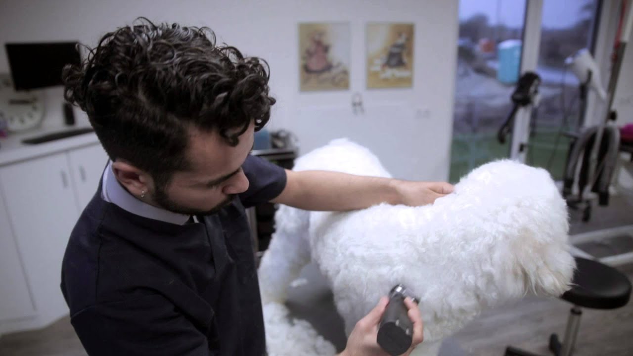 Doodle-Grooming