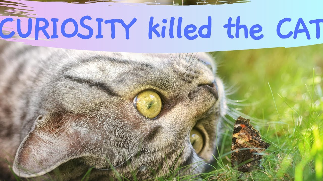 CURIOSITY KILLED THE CAT! Origin Story|Who said it FIRST!