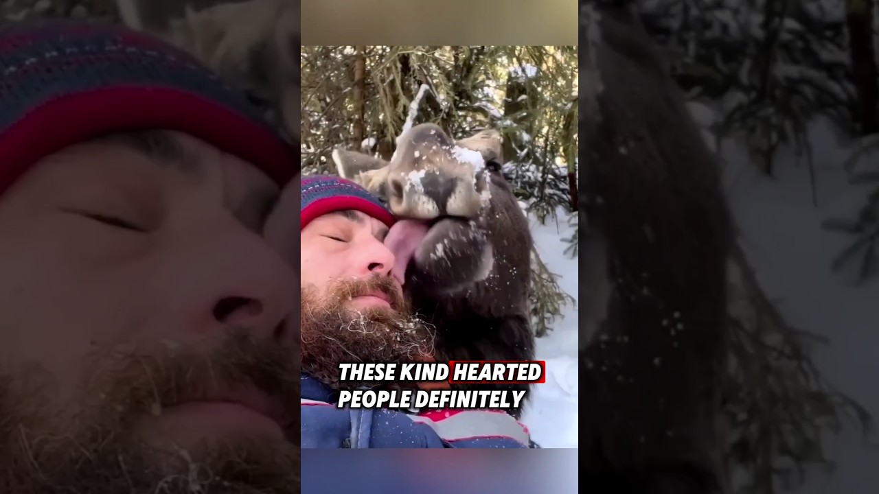 This orphaned baby moose was saved by kind people, and then this happened #rescue #moose
