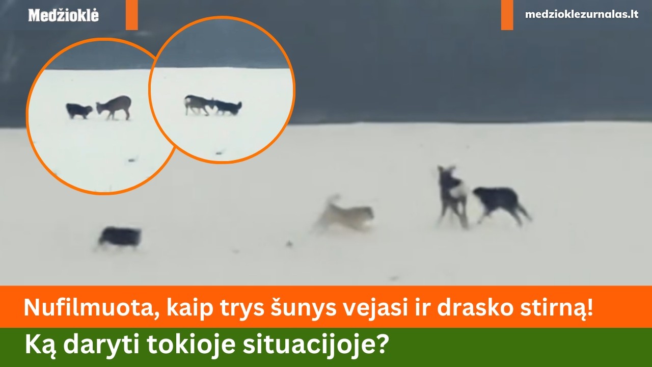 Demesio! Nufilmuota, Nufilmuota, kaip šunys vejasi ir drasko stirną! Ką daryti tokioje situacijoje?