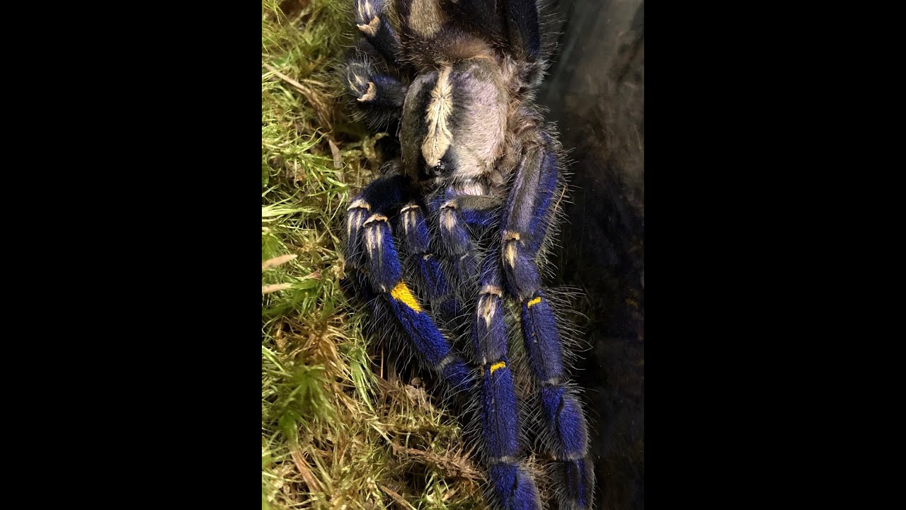 For P. Metallica lovers everywhere, two adult females rehoused ready for breeding.