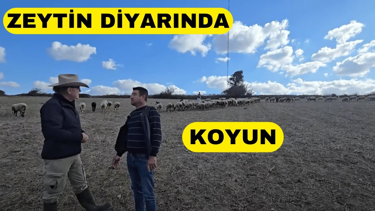 HARİKA! KOYUNLAR YAZ KIŞ OTLUYOR (Karacabey Merinos Mudanya)