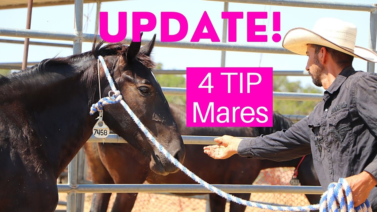 4 TIP Mares Update, what are TIP requirements supposed to look like?