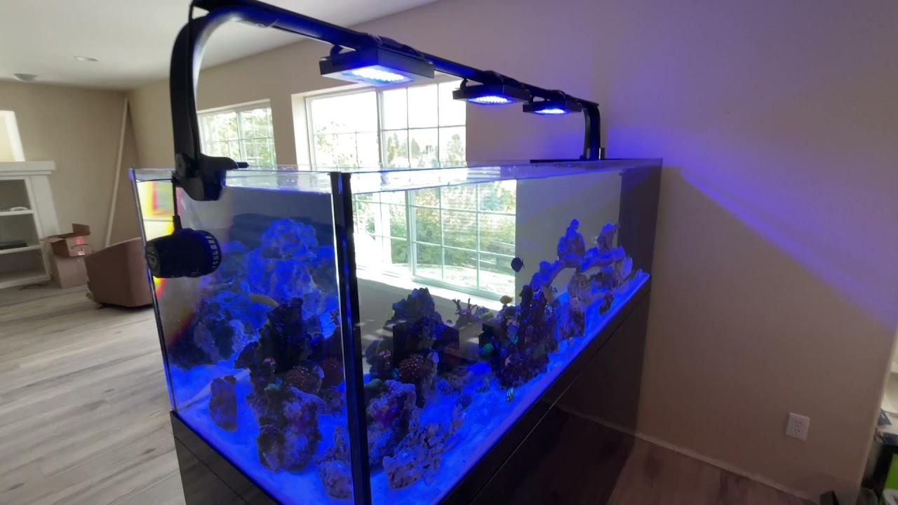 Pro Clear Prostar 230 Peninsula Review
