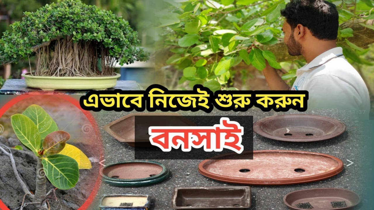 চারাগাছ থেকে বটের বনসাই করার পদ্ধতি।Create a new bonsai of banyan tree.