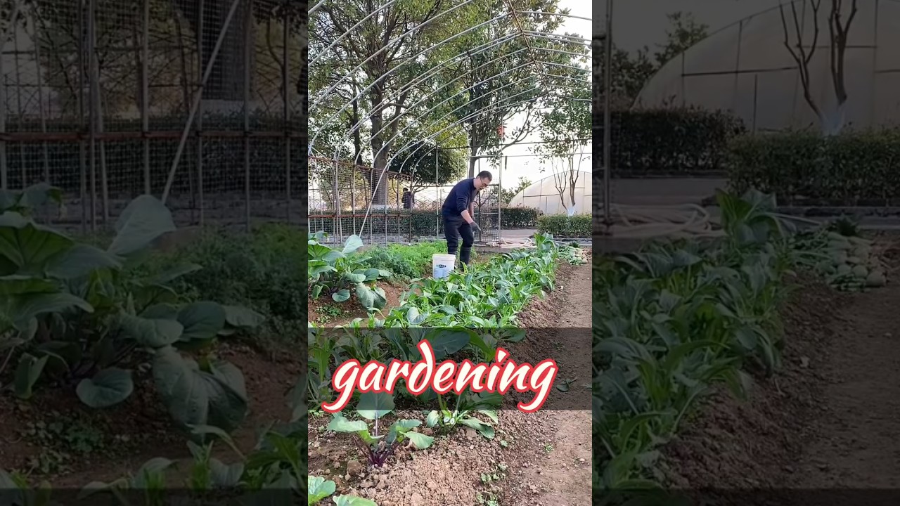 Preparing soil for planting seedlings 