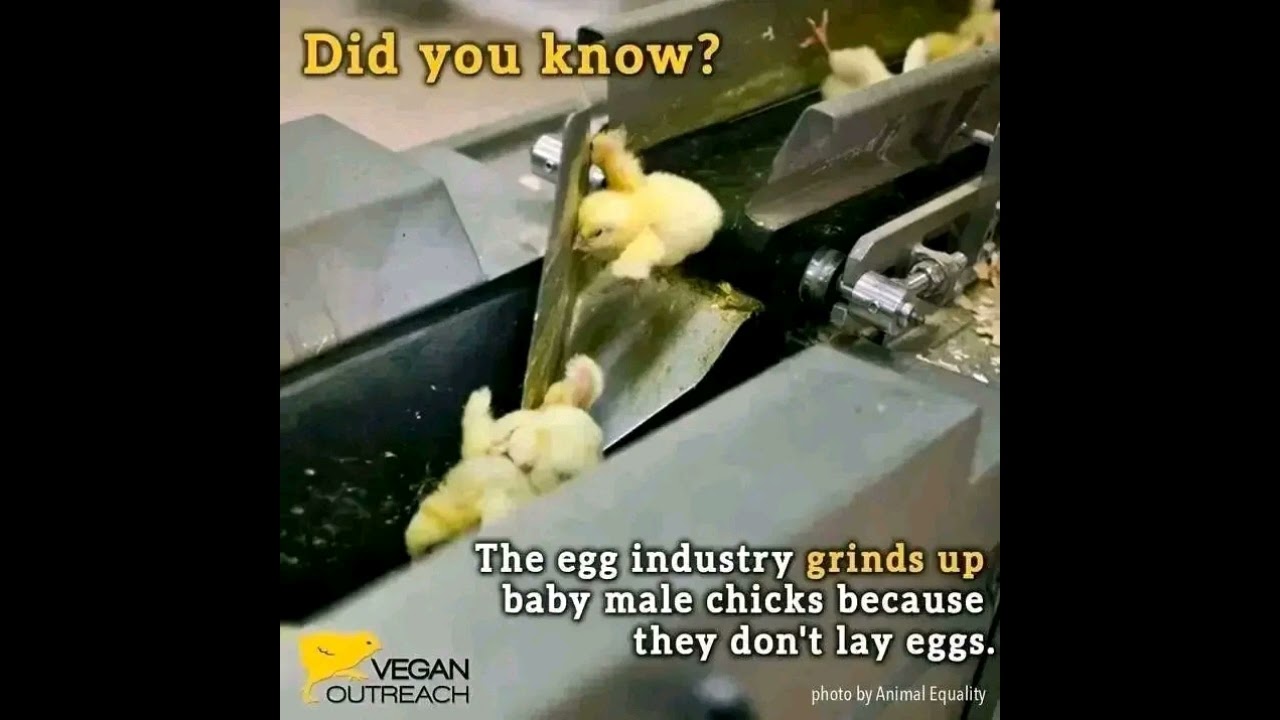 They are cruel 