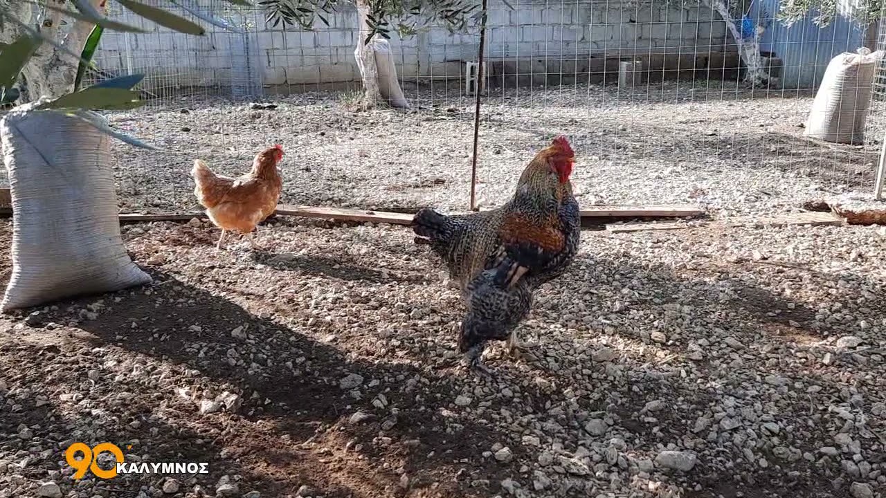 ΕΠΙΣΚΕΨΗ ΚΑΙ ΞΕΝΑΓΗΣΗ ΣΤΗ ΜΙΚΡΗ ΦΑΡΜΑ ΤΟΥ ΘΕΟΦΙΛΟΥ ΛΕΛΕΚΗ ΣΥΝΤΑΞΙΟΥΧΟ DARWIN