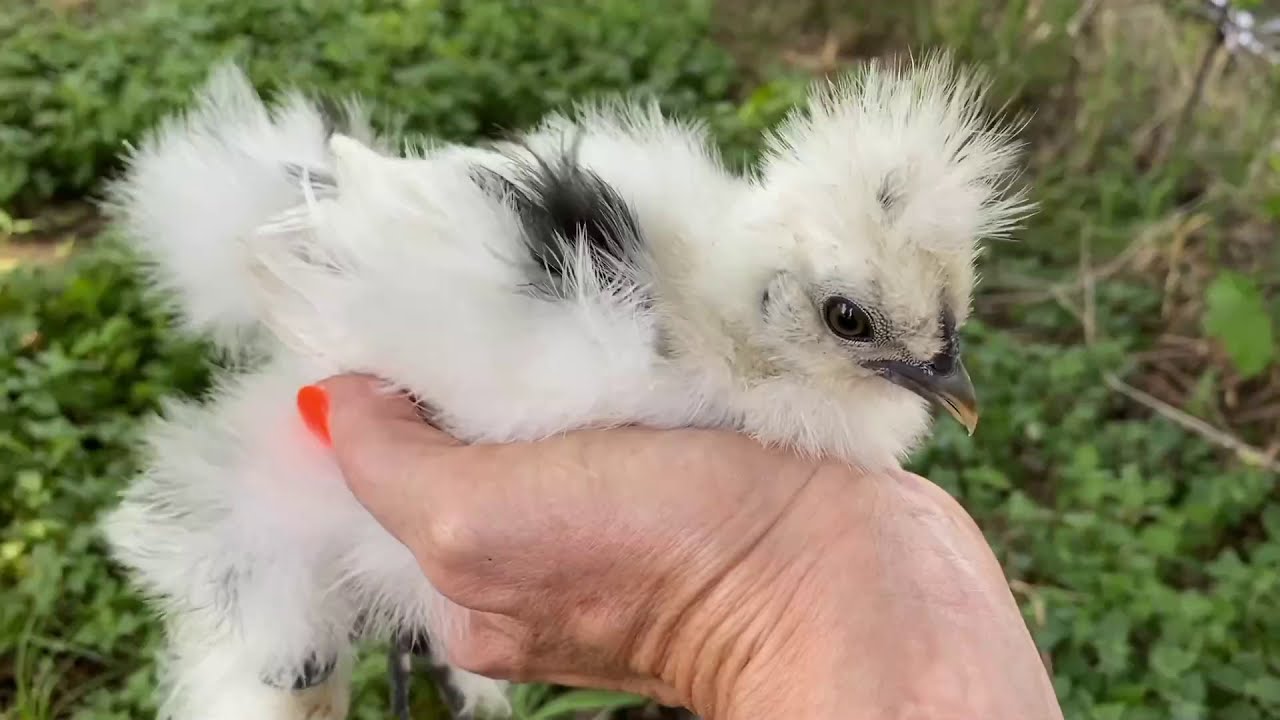 Silkie Chickens! #silkie #chickens #homestead