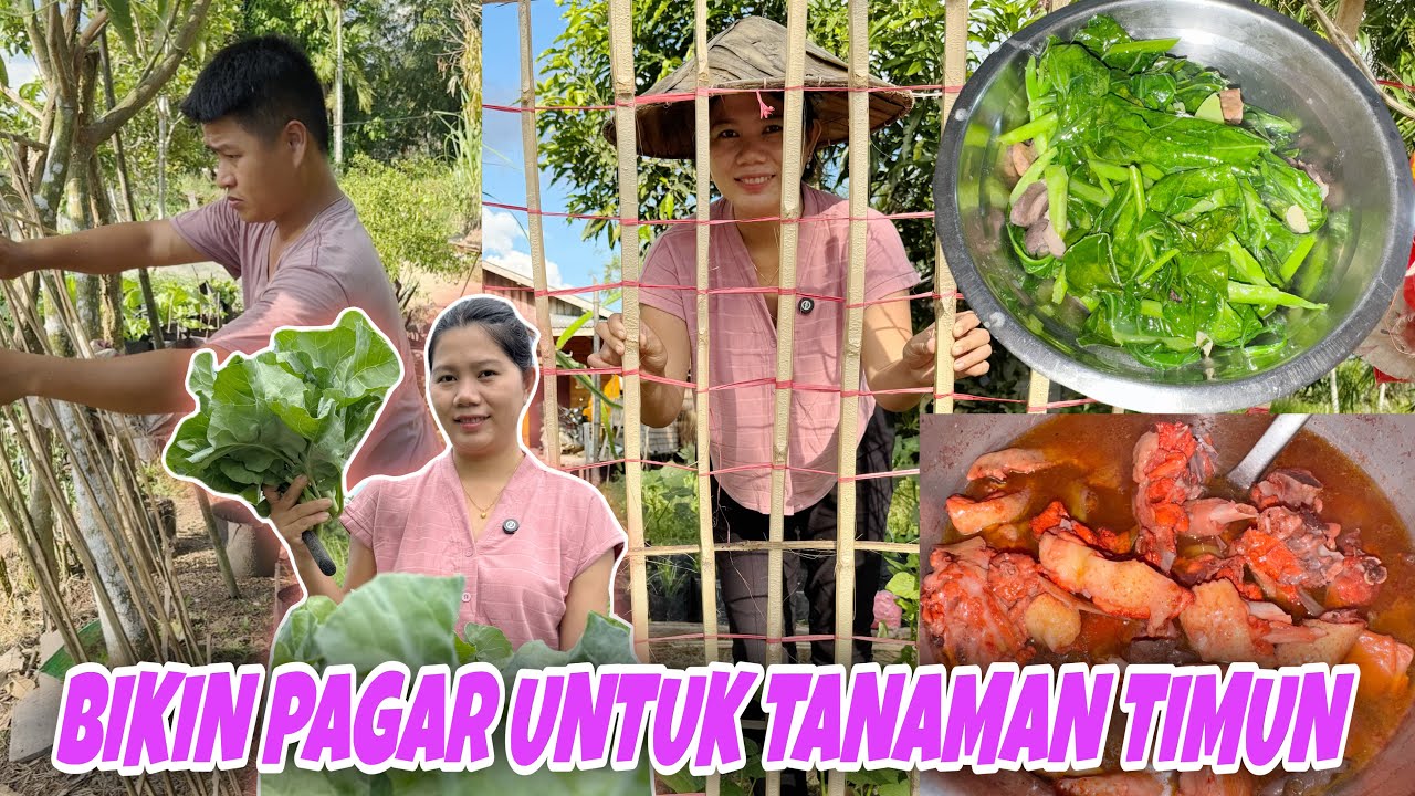 MASAK AYAM KAMPUNG KUAH ANGKAK LANJUT PANEN SAYUR KAILAN CANTIK DAN SUBUR