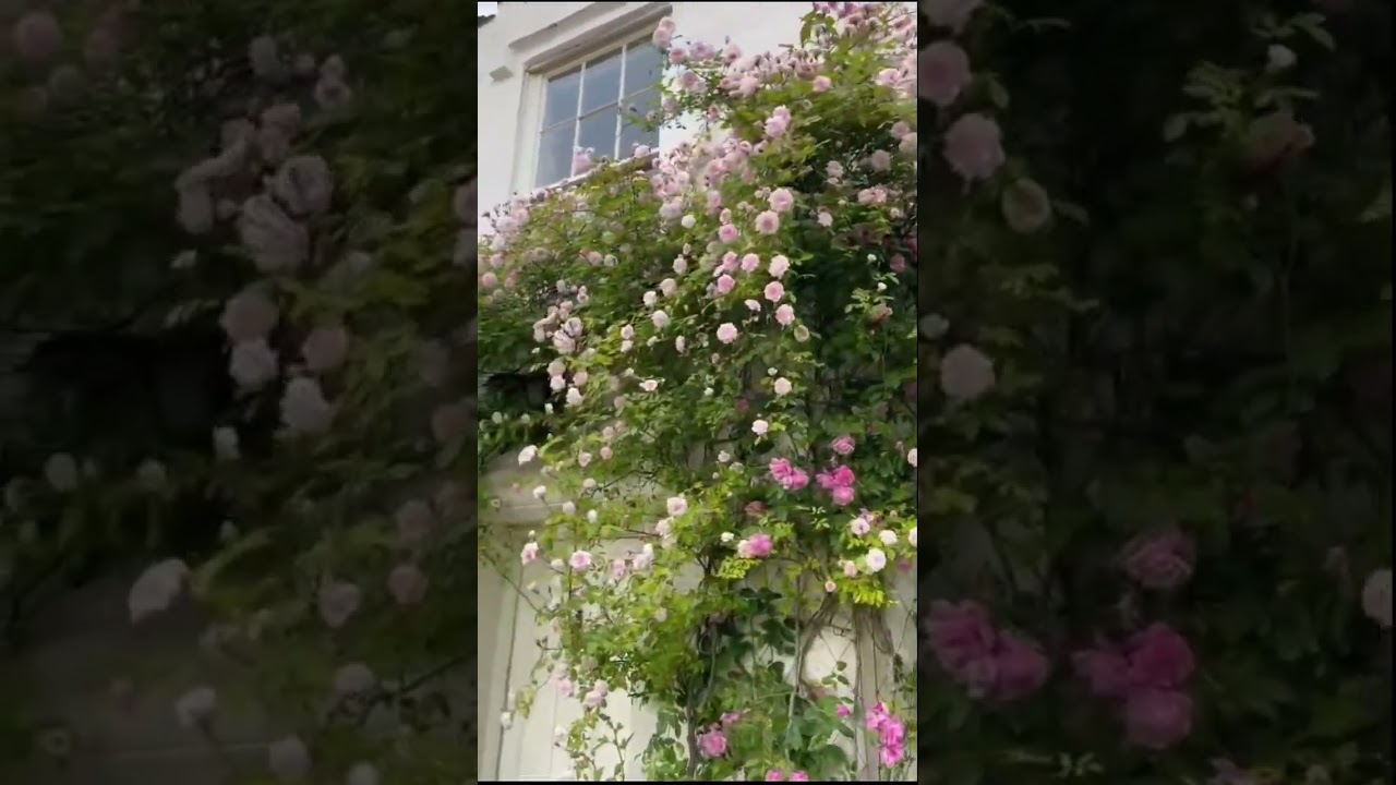 Climbing Rose Flowers Seeds 🌿💚❄️💐