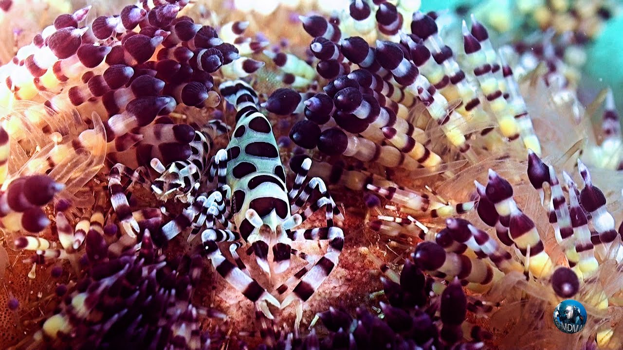 Anilao Reef Dive VI       Buceo Anilao Philippines      English description below
