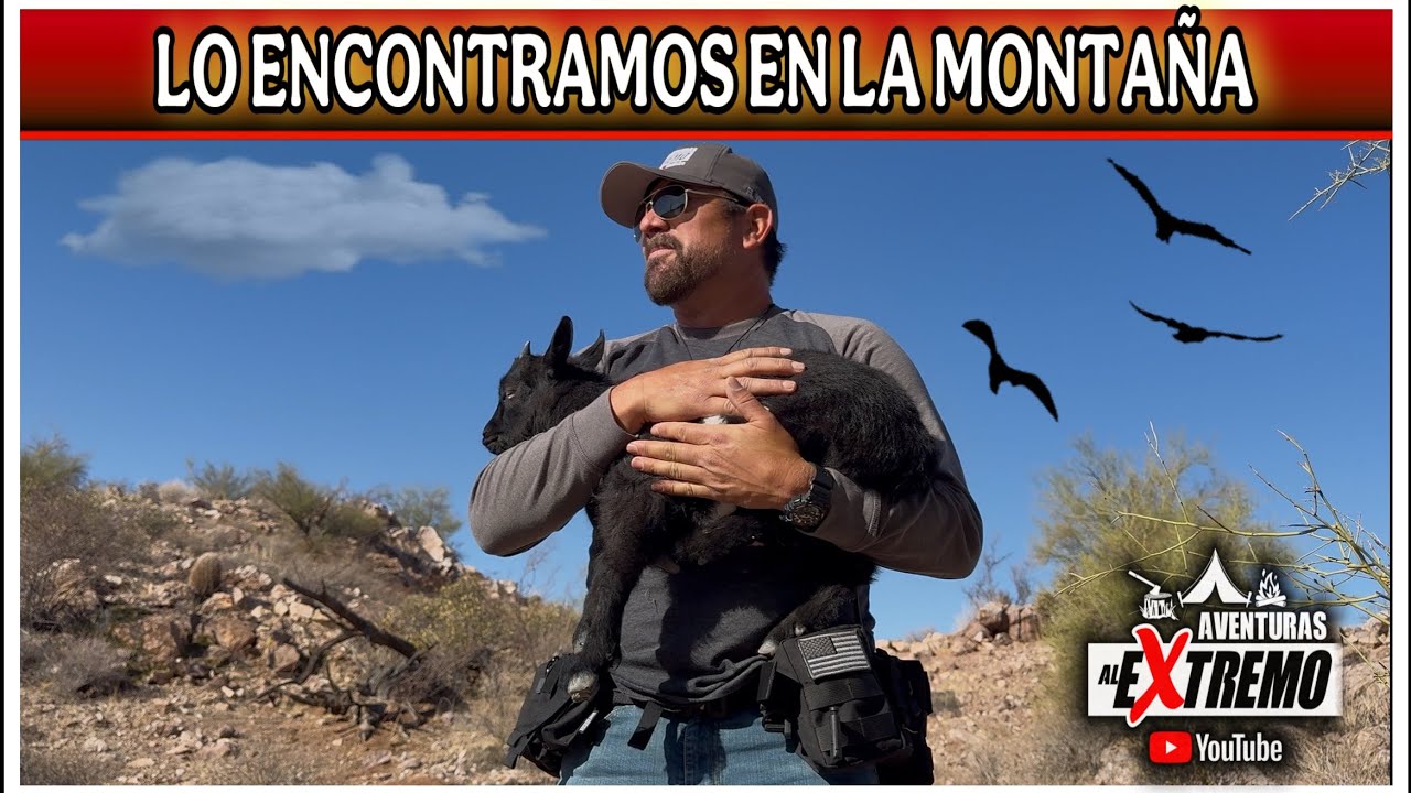 SERA UN PEQUEÑO BORREGO CIMARRON  O SERA UN CABRITO PERO LO ENCONTRAMOS EN LAS MONTAÑAS DESÉRTICAS
