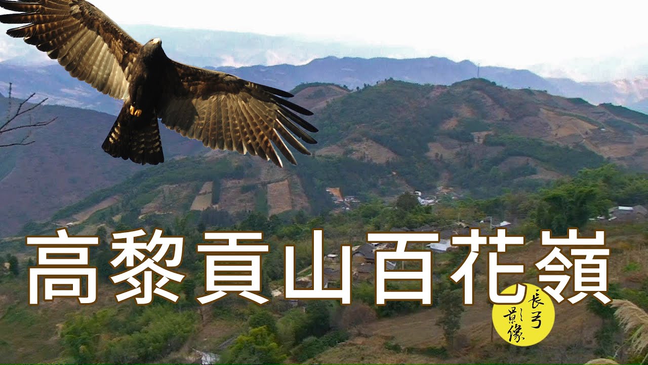 高黎貢山百花嶺拍鳥行