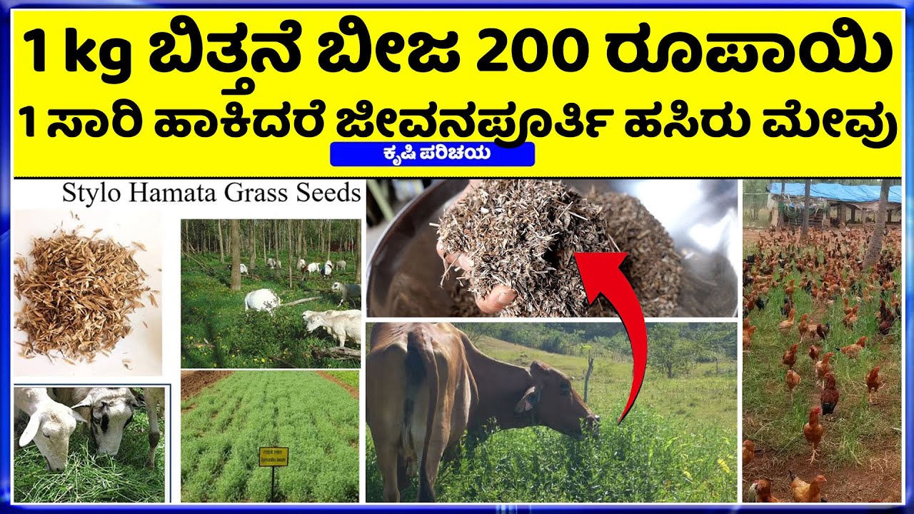 Call-9945138552 ಕುರಿ ಕೋಳಿ ಮೇಕೆ ಹಸುಗಳಿಗೆ ಅತಿ ಹೆಚ್ಚು ಪೋಷ್ಟಿಕಾಂಶ ನೀಡುವ ಮೇವು Stylo Hamata