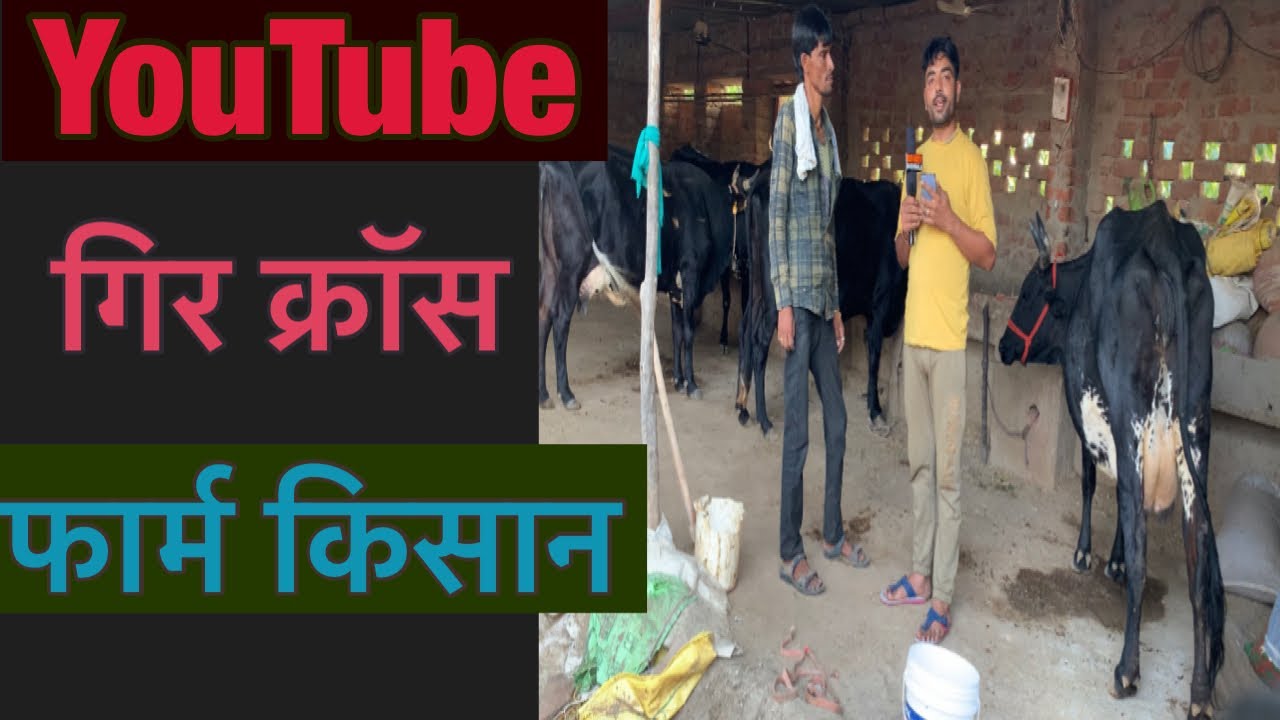 गिर क्रॉस गायों का फार्म किसान के घर से \ गिर क्रॉस ख़रीदे#dairyfarm #gircowfarm