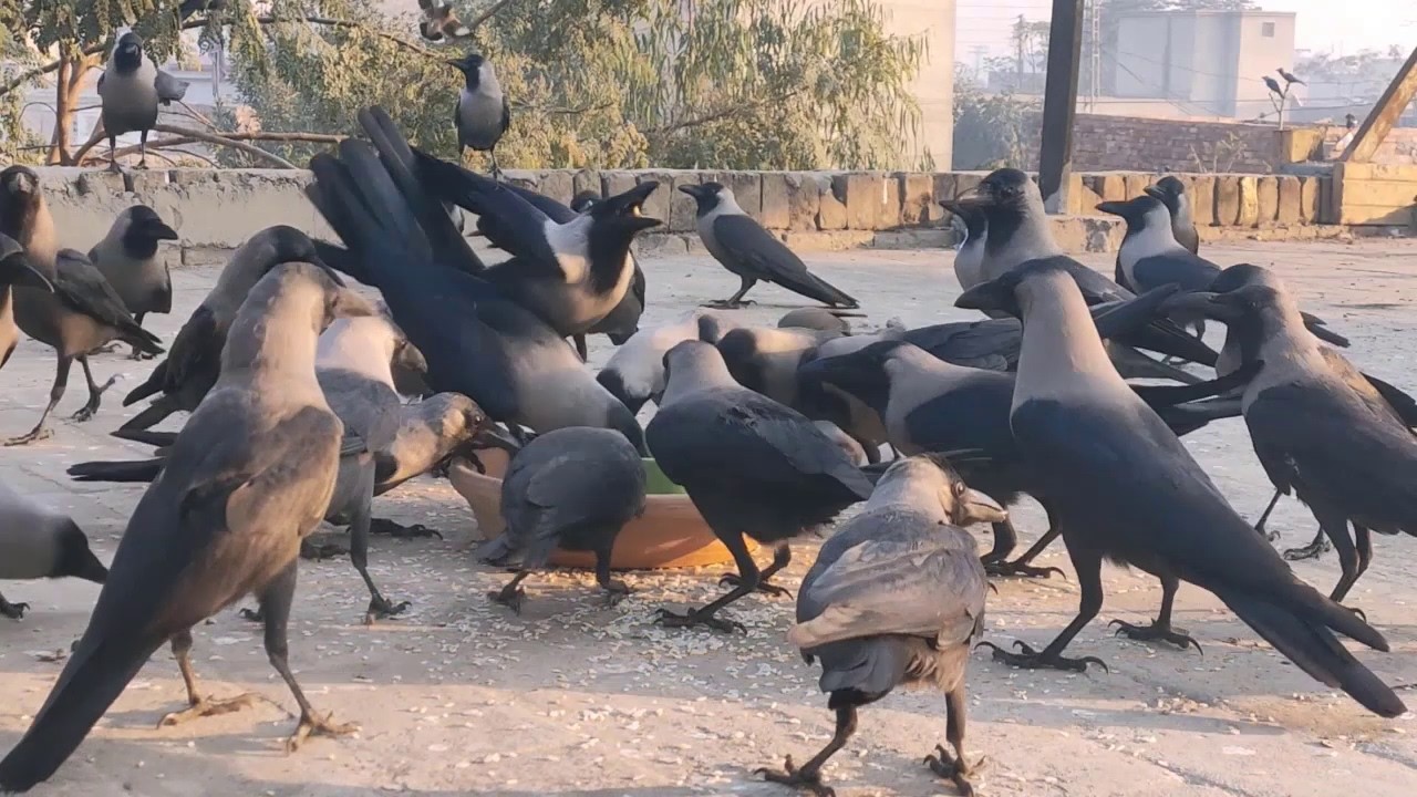 Unbelievable Crow birds Unity Anger And Feeding Sounds Huge Number Of Crows Sounds Compilation 🐦♥️😍