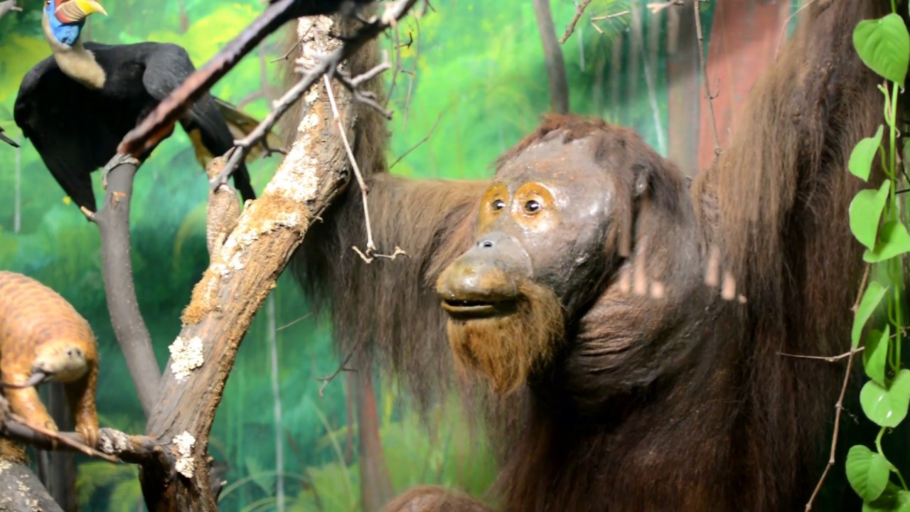 Naturhistorisk museum, Oslo, Norge (HD) - Natural History Museum, Oslo, Norway (HD)