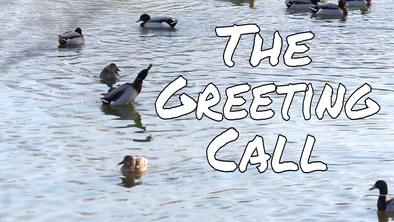 How to do Greeting Call and When to Use it