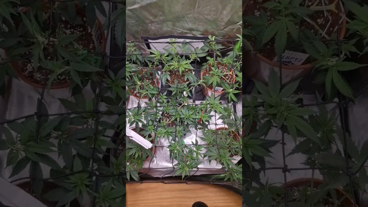 Scrognetz Setup im Zelt – So forme ich meine Pflanzen 