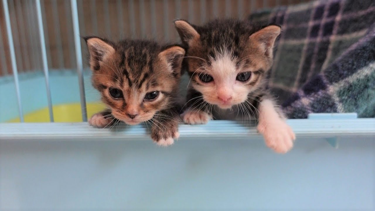 保健所から子猫4匹を引き取ってきました