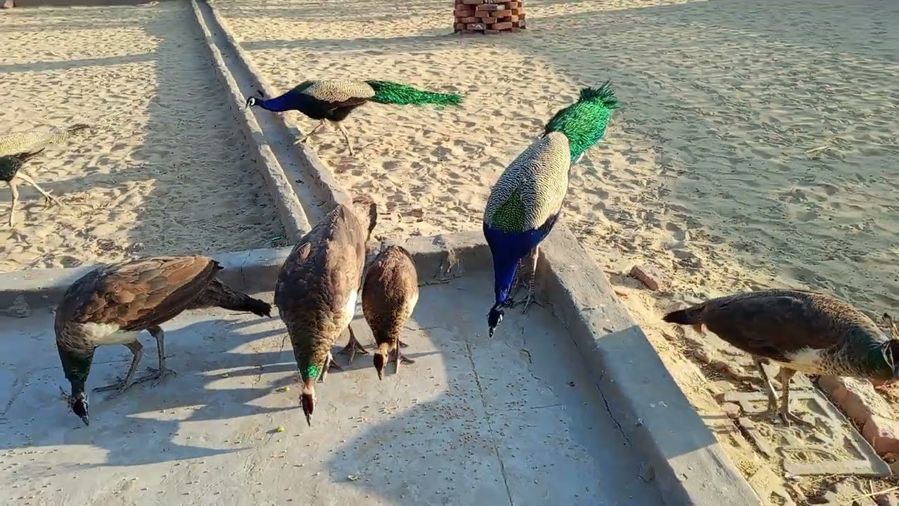 Real Peafowl: Peacocks & Peahens Enjoying 4K HD